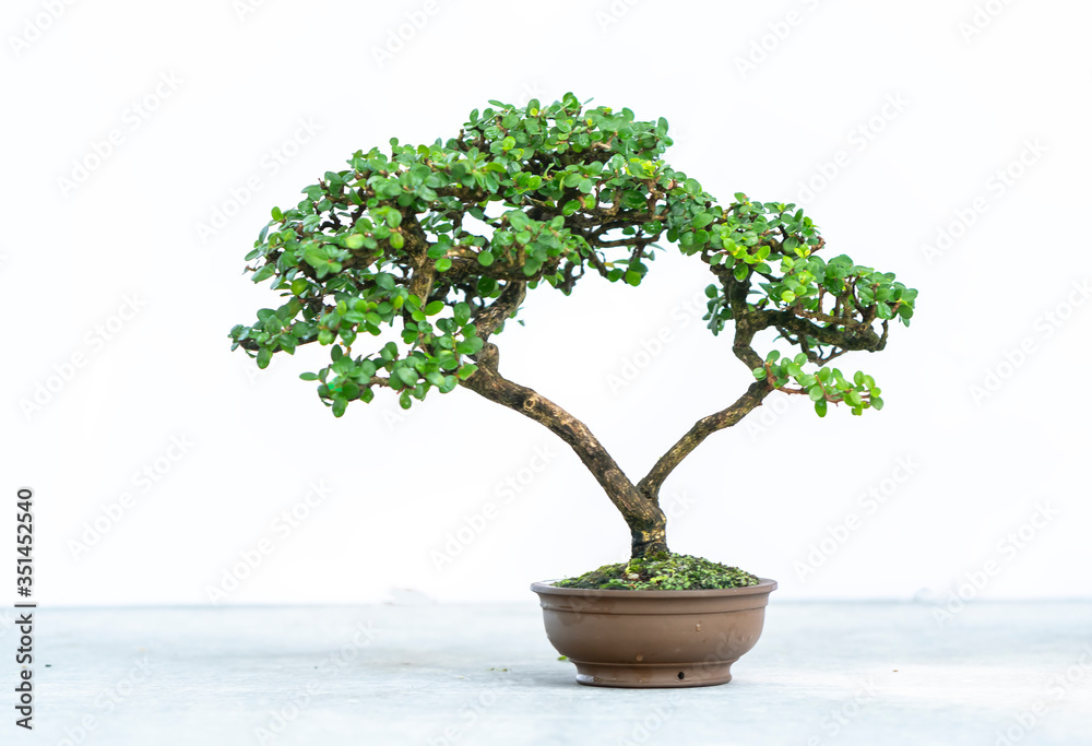 Old bonsai tree with unique shapes isolated in a pot plant create beautiful art in nature. All to say in life must be strong rise, patience overcome all challenges to live good and useful to society Old bonsai tree with unique shapes isolated in a pot plant create beautiful art in nature. All to say in life must be strong rise, patience overcome all challenges to live good and useful to society
