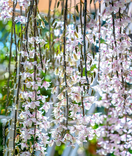 Dendrobium Aphyllum orchids flowers bloom in spring adorn the beauty of nature, a rare wild orchid decorated in tropical gardens