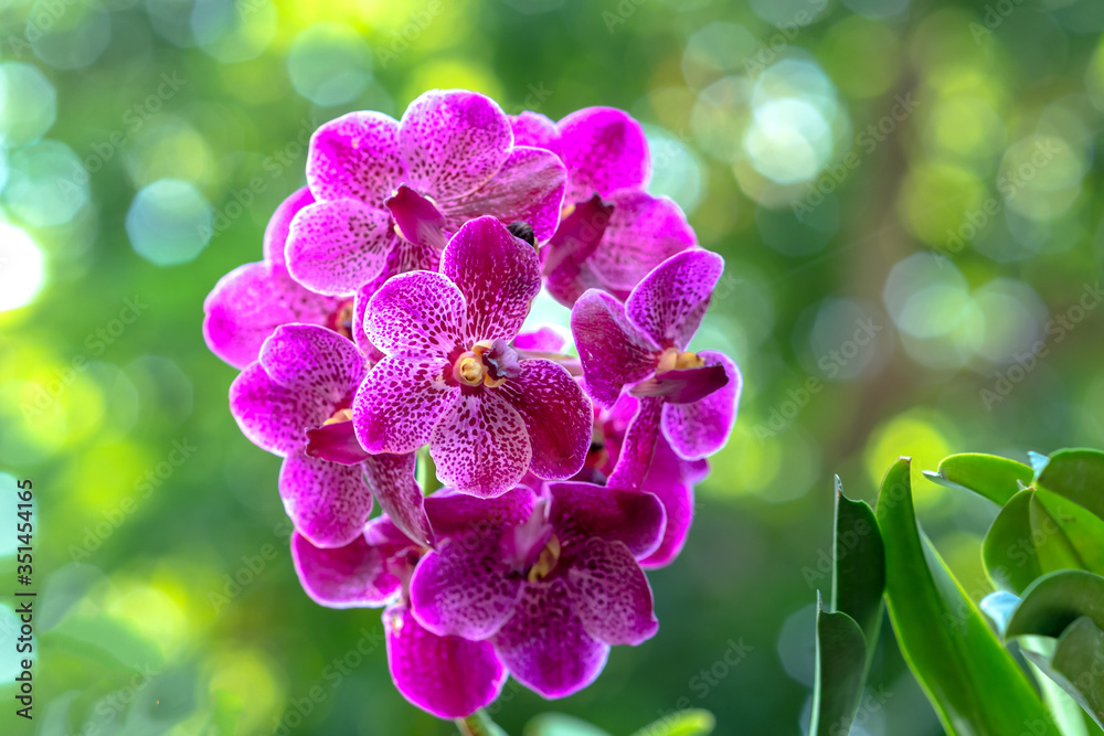 Phalaenopsis orchids flowers bloom in spring adorn the beauty of nature, a rare wild orchid decorated in tropical gardens Phalaenopsis orchids flowers bloom in spring adorn the beauty of nature, a rare wild orchid decorated in tropical gardens
