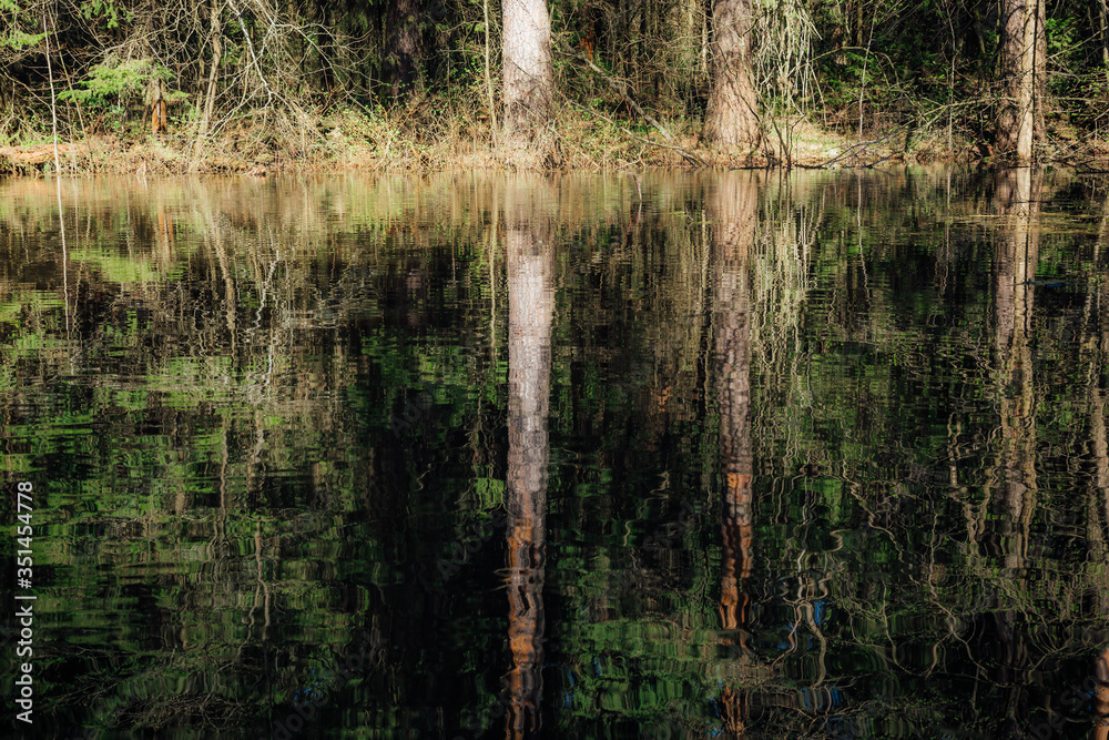 dense forest is reflected in the mirror of the lake on a sunny summer day