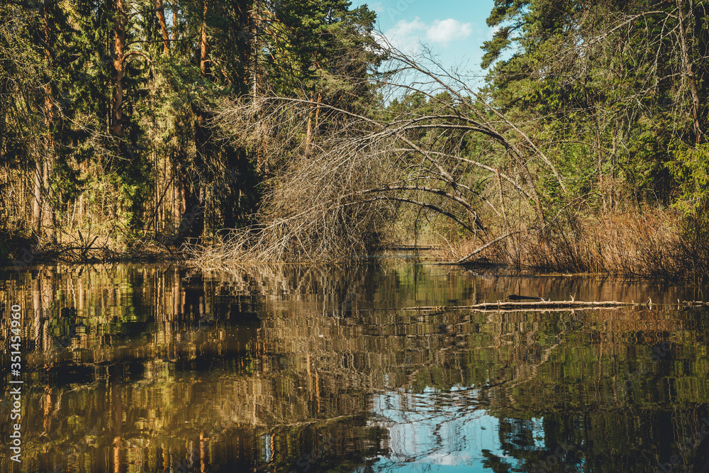 dense forest situated on the shore of the lake a sunny summer day dense forest situated on the shore of the lake a sunny summer day