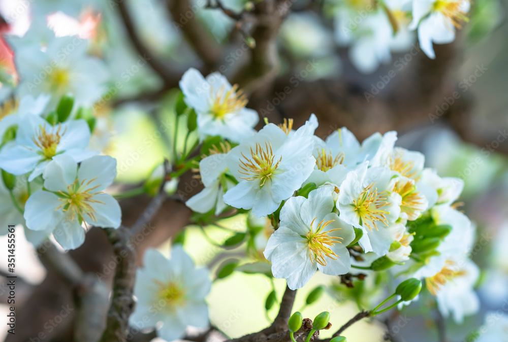 White apricot flowers blooming fragrant petals signaling spring has come, this is the symbolic flower for good luck