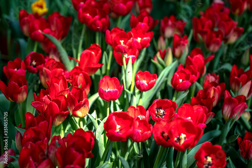 Tulips bloom in spring sunshine with brilliant colors rising up full of vitality in garden