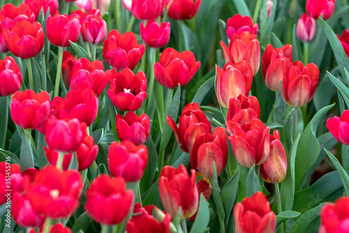 Tulips bloom in spring sunshine with brilliant colors rising up full of vitality in garden