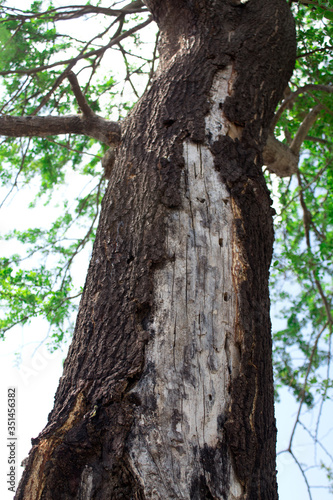 The tree that eats termites, the nest of the termites that perch on the tree.