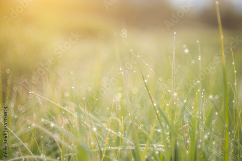 Juicy lush green grass on meadow with drops of water dew in morning light in spring summer outdoors close-up macro. Fresh green grass. Light morning dew