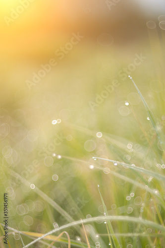 Juicy lush green grass on meadow with drops of water dew in morning light in spring summer outdoors close-up macro. Fresh green grass. Light morning dew