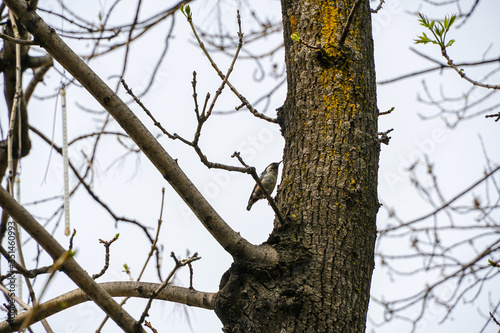 curious bird nuthatch runs along a tree trunk, poplar, natural spring wallpaper
