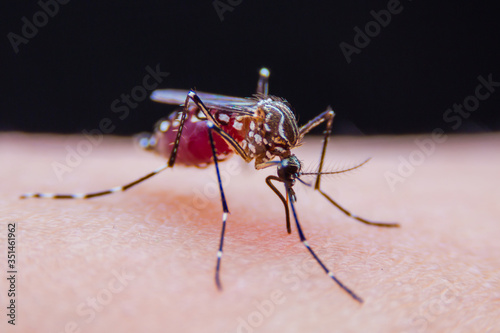 фотографія Close-up of Striped mosquitoes are eating blood on human skin