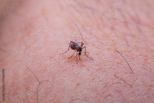 Close-up of Striped mosquitoes are eating blood on human skin. Mosquitoes are carriers of dengue fever and malaria