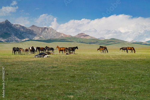 A herd of horses with beautiful mountains landscape at Song Kul Lake, Kyrgyzstan
