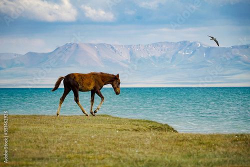 Horse Running at the lakeside, Song Kul Lake, Kyrgyzstan