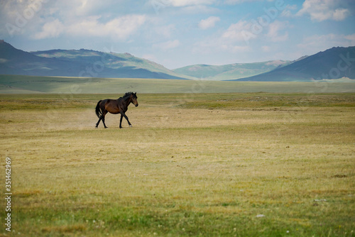 Horses are running and eating in grassland at the lakeside of Song Kul Lake, Kyrgyzstan © Wit.Siri