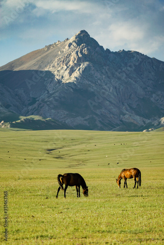The horse is eating grass with a beautiful landscape at Song Kul Lake grassland in the summertime, Song Kul Lake, Kyrgyzstan 