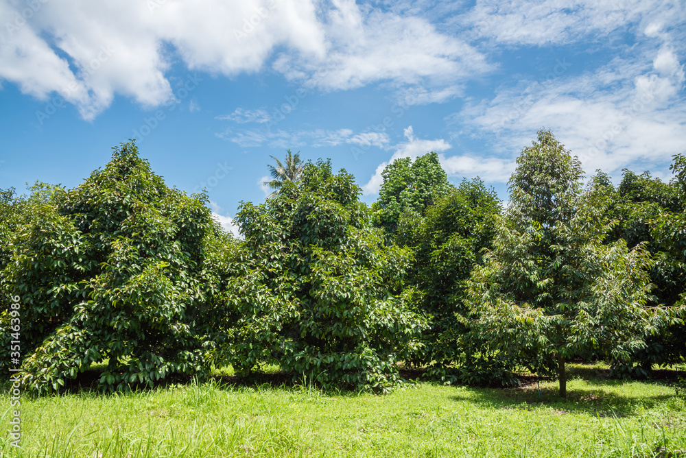 Durian and mangosteen gardens against the backdrop of blue sky in sunny day. Durian and mangosteen gardens against the backdrop of blue sky in sunny day.