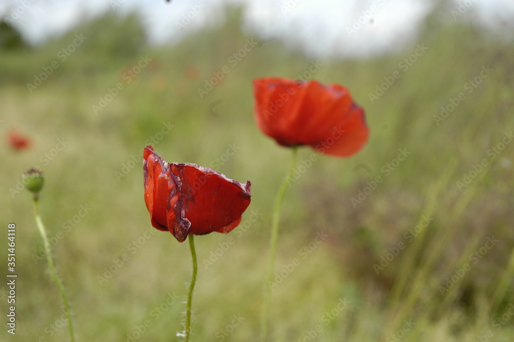Obraz premium Poppies 012