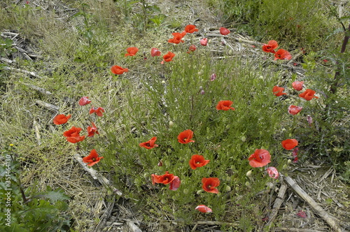 Poppies 010 #351464130