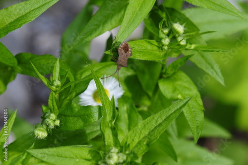 Nature 004