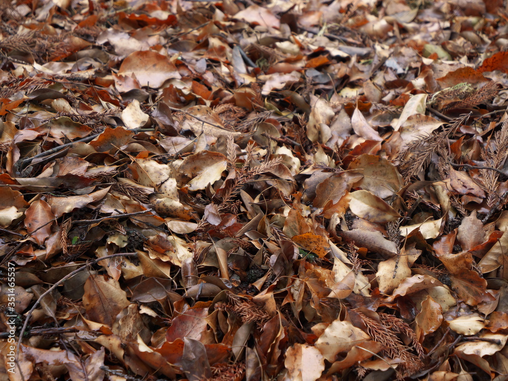 A habitat for insects with fallen leaves in the spring forest A habitat for insects with fallen leaves in the spring forest