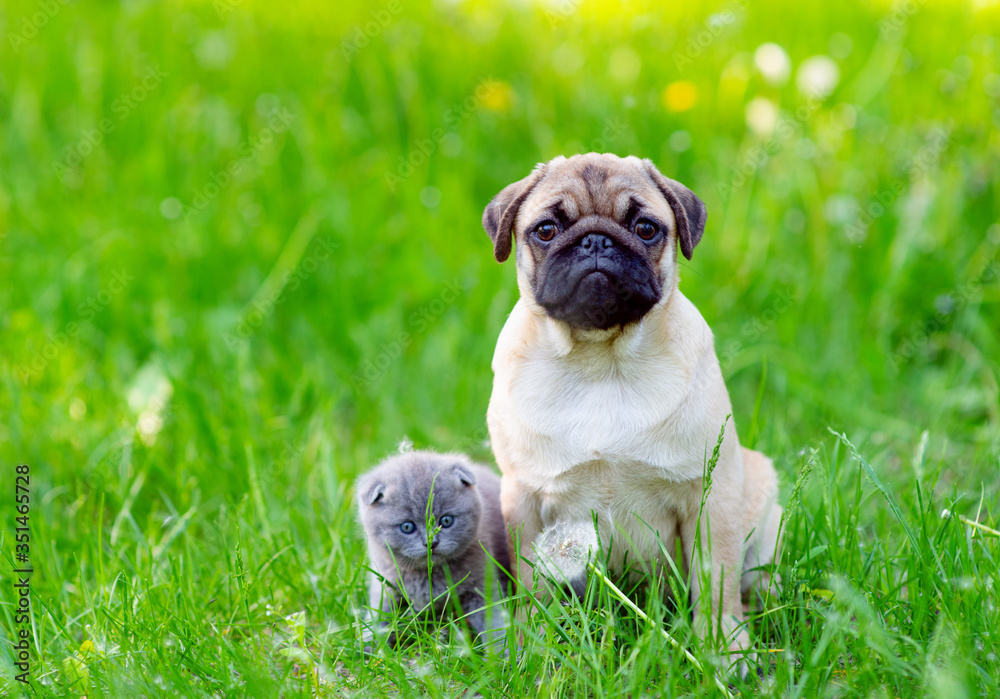 Puppy pug  and striped kitten Scot sitting next to the green grass in the summer in the park and looking at the camera