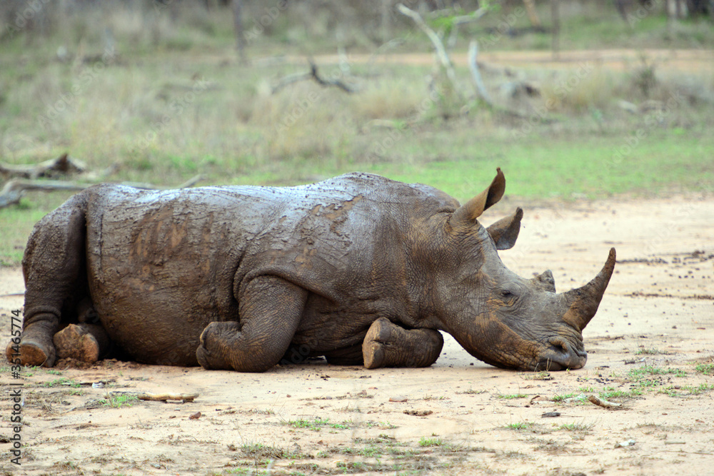 Obraz premium Hlane Royal National Park, Swaziland,white rhino Breitmaulnashhorn im Hlane Royal Nationalpark