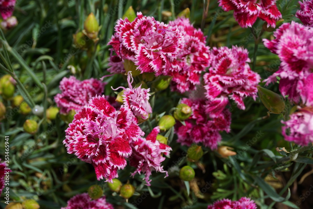 Carnations flowers with pink and dark pink color. Flowers in the home garden. The single flowers of the Carnations species, Dianthus caryophyllus have 5 petals.