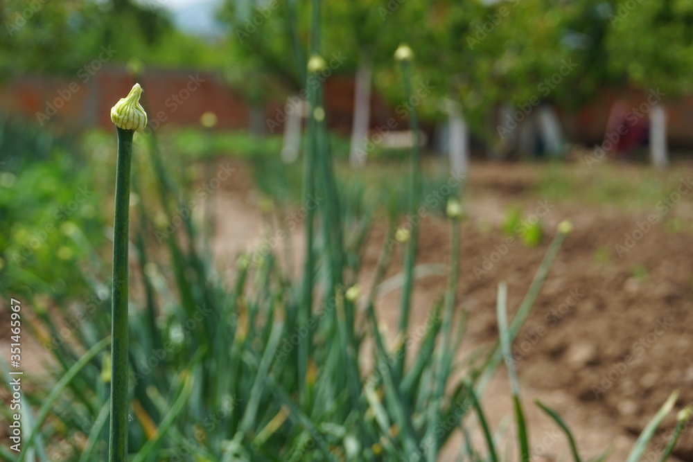 Fresh springonions cultivated. Field of green onion. Fresh springonions cultivated. Field of green onion.