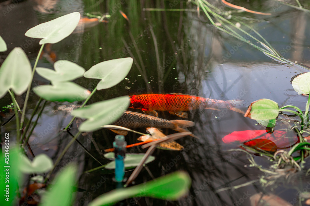 Obraz premium The blurred abstract background of a group of fish swimming in the water, while looking for food or waiting to receive the food pellets that people bring during the day.