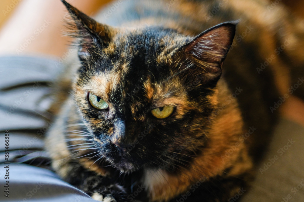 Portrait front facing portrait of Angry Grumpy cat unhappy looking directly at the camera with an angry expressing and soft focus of bokeh in background Portrait front facing portrait of Angry Grumpy cat unhappy looking directly at the camera with an angry expressing and soft focus of bokeh in background