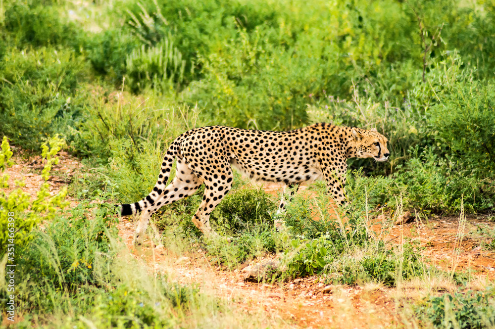Obraz premium Cheetah walking in the savannah