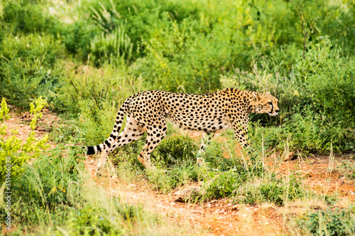 Cheetah walking in the savannah © Demande Philippe