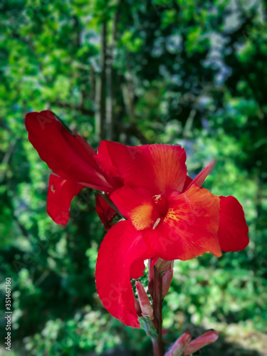 red canas flower