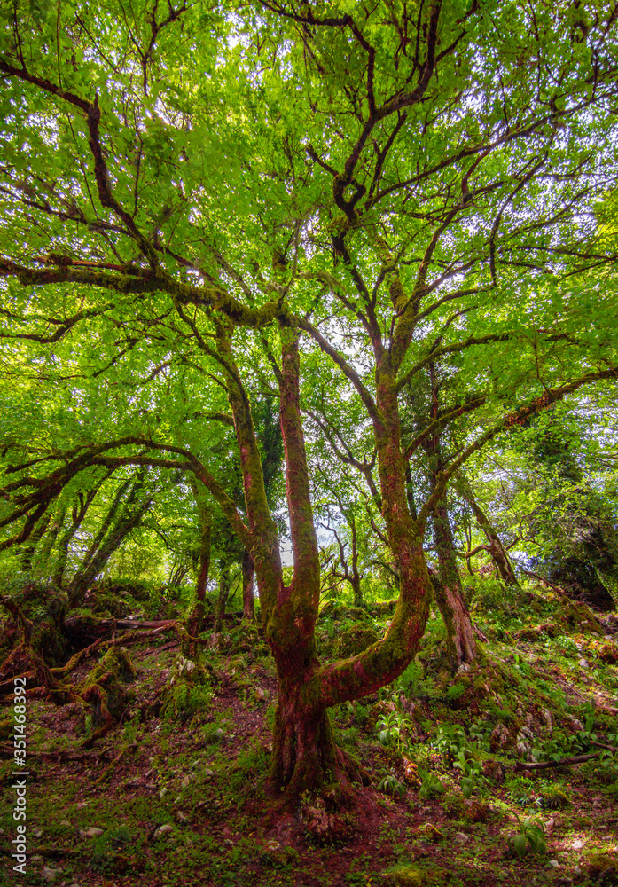 Naklejka premium Monte Gennaro - The peak in the Monti Lucretili mountains, Lazio region, central Italy, with an elevation of 1,271 metres; it's the highest peak visible from Rome looking, located in province of Rome