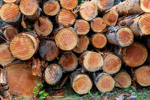 Forest pine trees that were recently logged and stacked by loggers