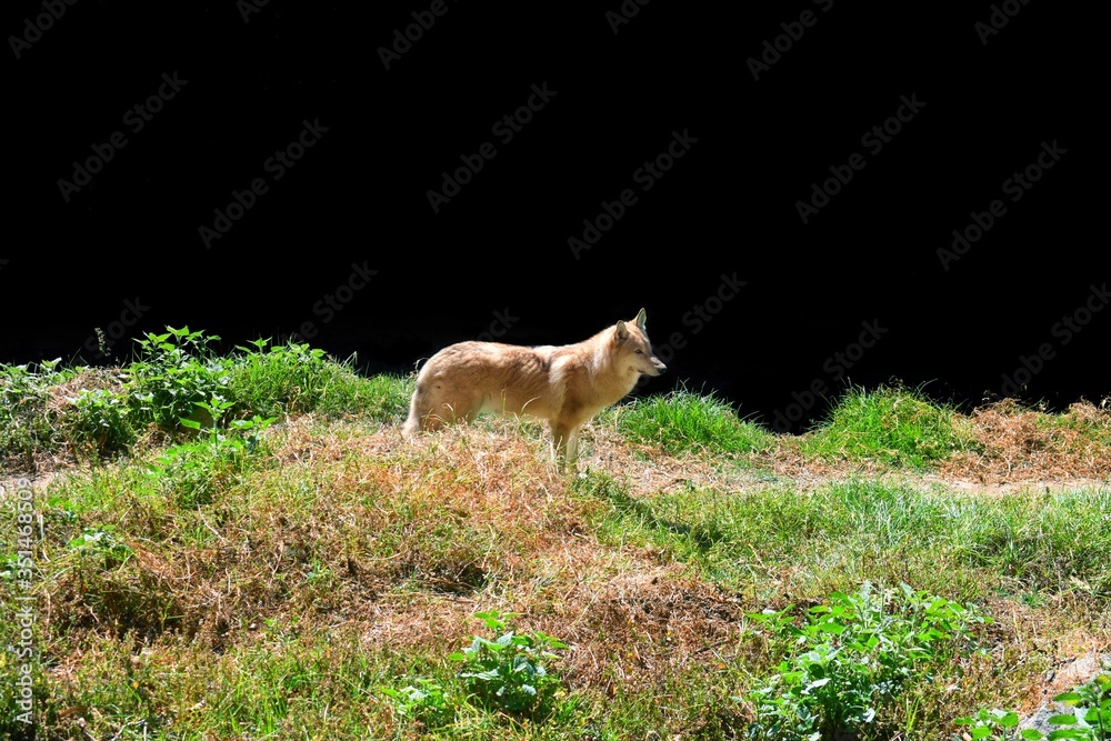 A wild wolf in an Indian zoo at Darjeeling Park A wild wolf in an Indian zoo at Darjeeling Park