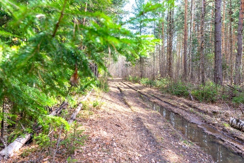 Impassable country road in spring forest