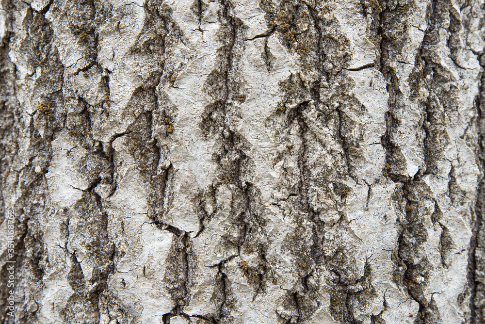 Background from the bark of an old aspen Background from the bark of an old aspen