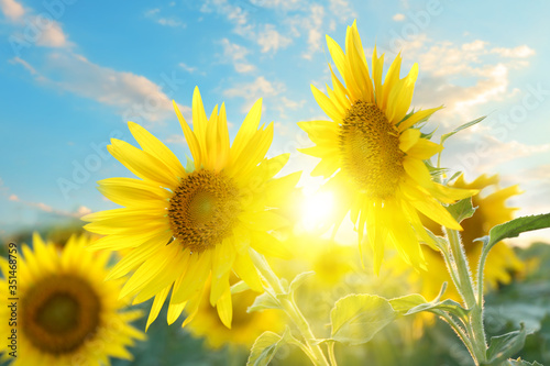 Beautiful sunflower field on summer day