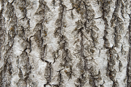 Background from the bark of an old aspen