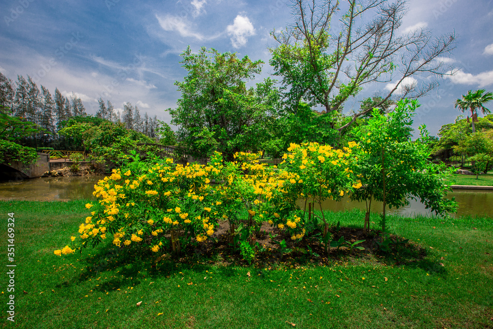 Obraz premium natural background of the green atmosphere in the park,with many beautifully decorated trees,plants for the public to come and relax with the family during the holidays