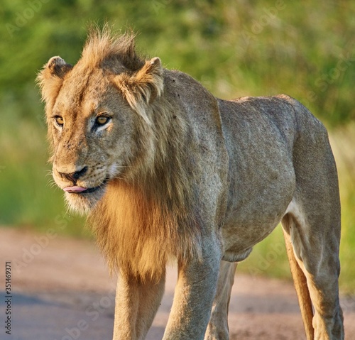 Fototapeta Naklejka Na Ścianę i Meble -  Male lion in the grass
