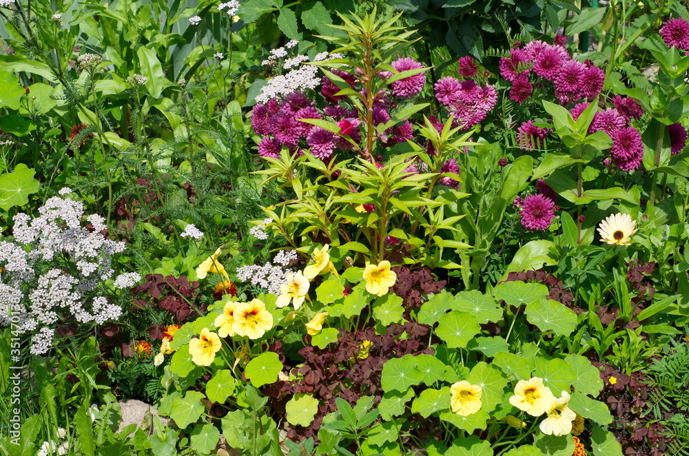 Flowerbed with beautiful garden flowers Flowerbed with beautiful garden flowers