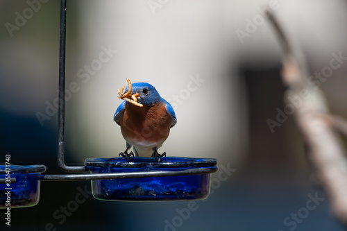 Male Eastern Bluebird