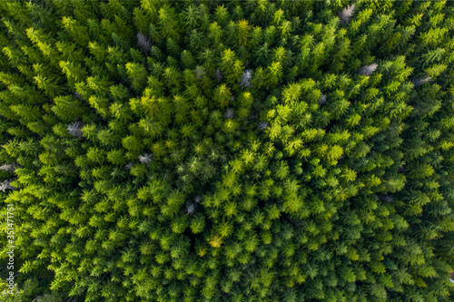 Aerial top view of a large group of green trees in the forest