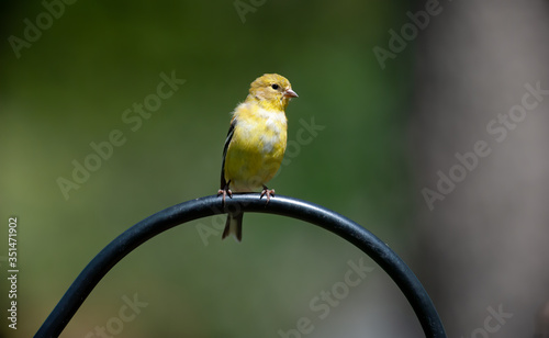 Male American Goldfinch © Randy Anderson