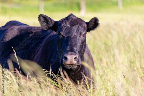 A cow grazing in tall grass on a sunny day