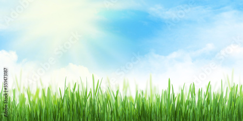 Fototapeta Naklejka Na Ścianę i Meble -  Abstract summer grass field and sky wide backdrop