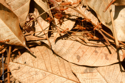 Dry rubber leaves in rubber plantations