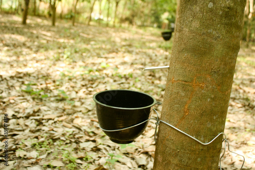 Rubber trees in the garden that have already been cut