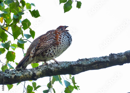 Male hazel grouse (Tetrastes bonasia) sings his song on the birch branch in light forest photo